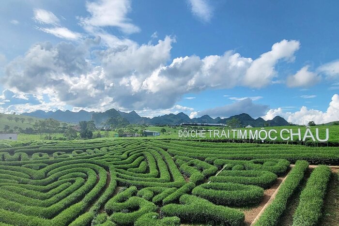 Heart-shaped Tea Plantation